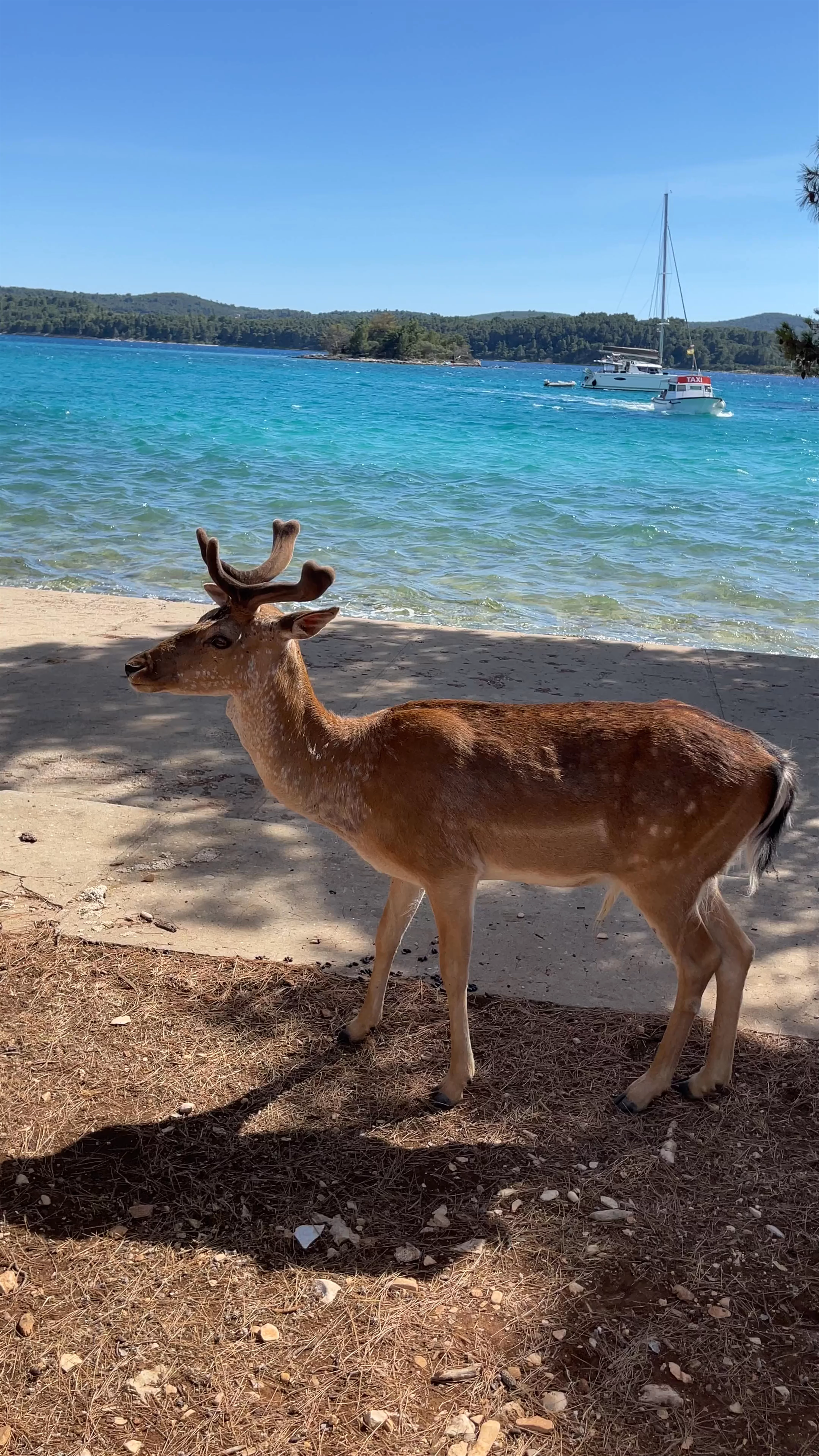 Badija, Sveti Antun, Korčula, Croatia