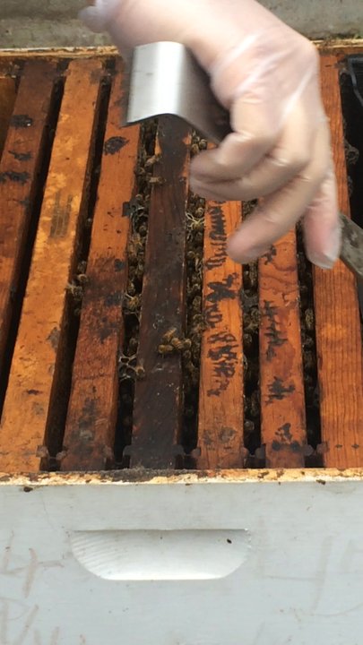 Gretchen Bee Ranch - Looking at the hive - Honey Near Me - Seguin, Texas