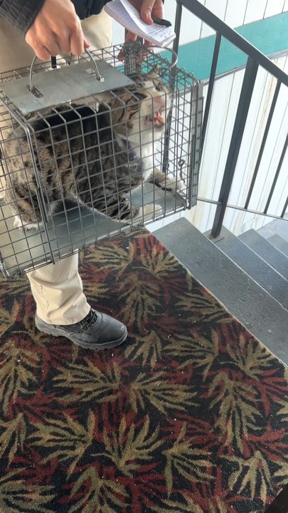 Animal Foundation - Animal control taking him - Animal Shelters Near Me - Las Vegas, Nevada
