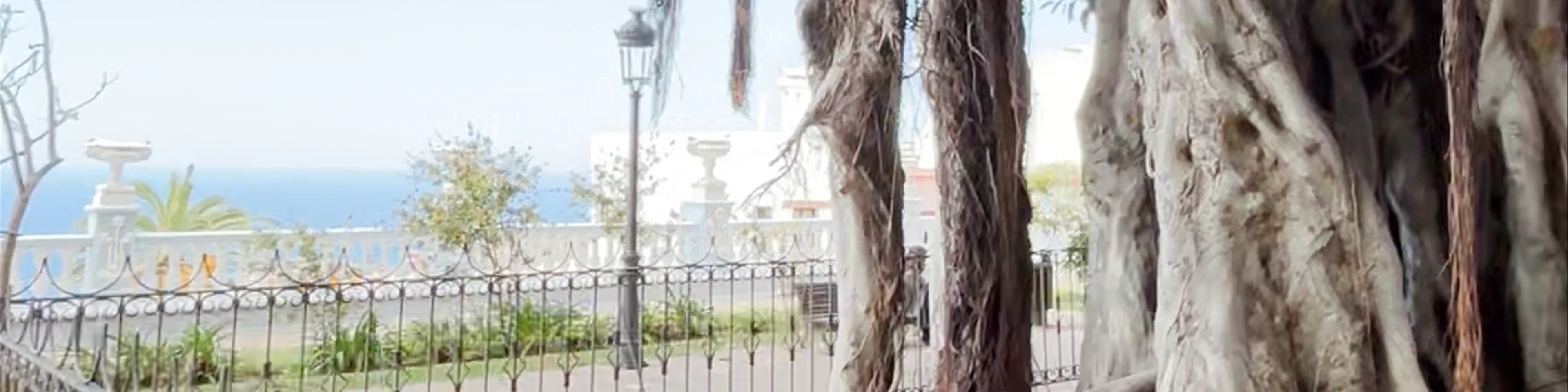 Plaza Andrés de Lorenzo Cáceres. Vista del Drago Mil•lenarii