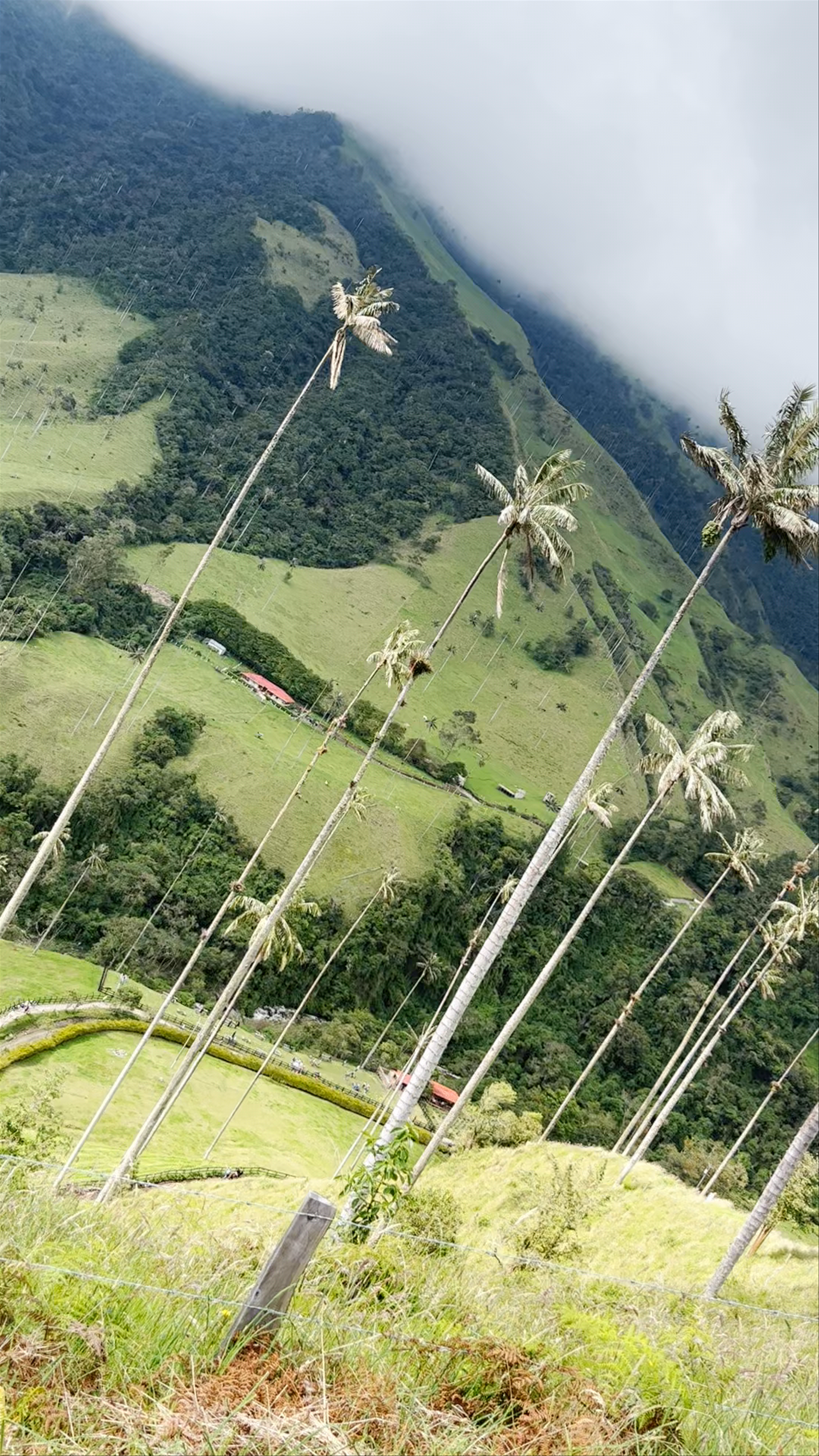 Valle del Cocora