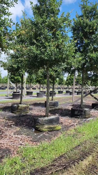 Mansfield Tree Service - This is an install job that we completed for becker nursery. We installed 4 oak trees. - Tree Services Near Me