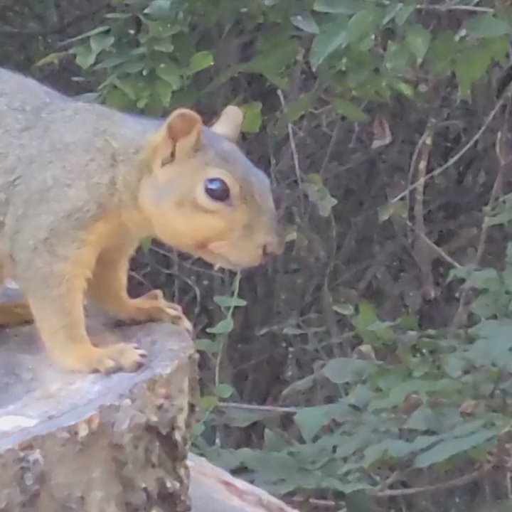 Gracywoods Park - Parks Near Me - Austin, Texas