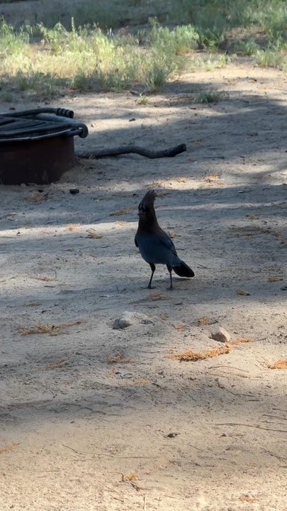 Barton Flats Campground - Blue Jays - Campgrounds Near Me - San Bernardino, California