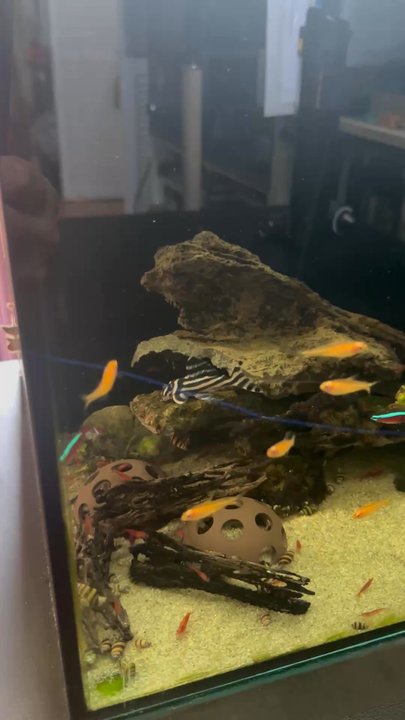 CK Fish World - Zebra Pleco - Pet Stores Near Me - Lakewood, California