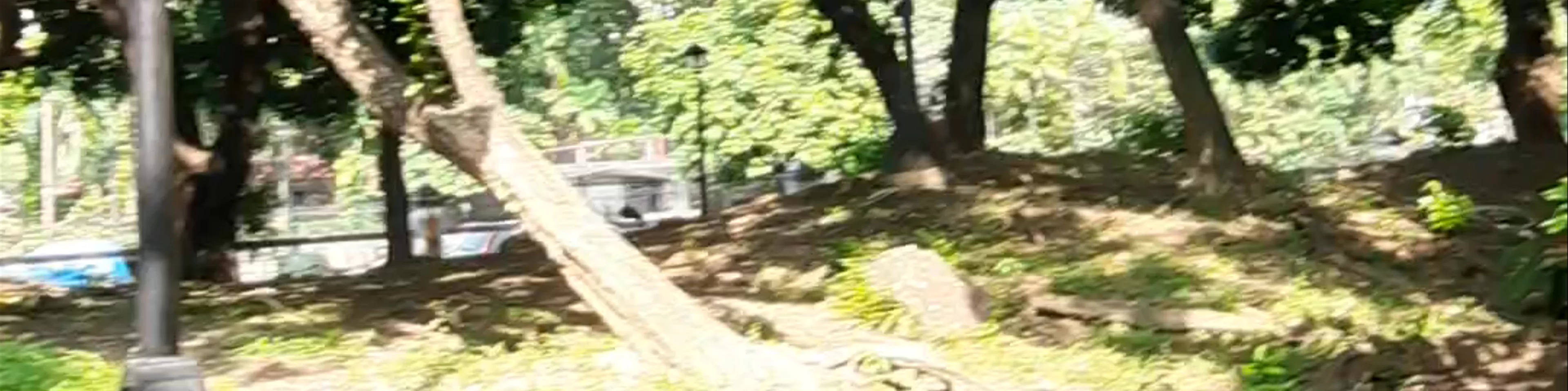 Japanese Garden