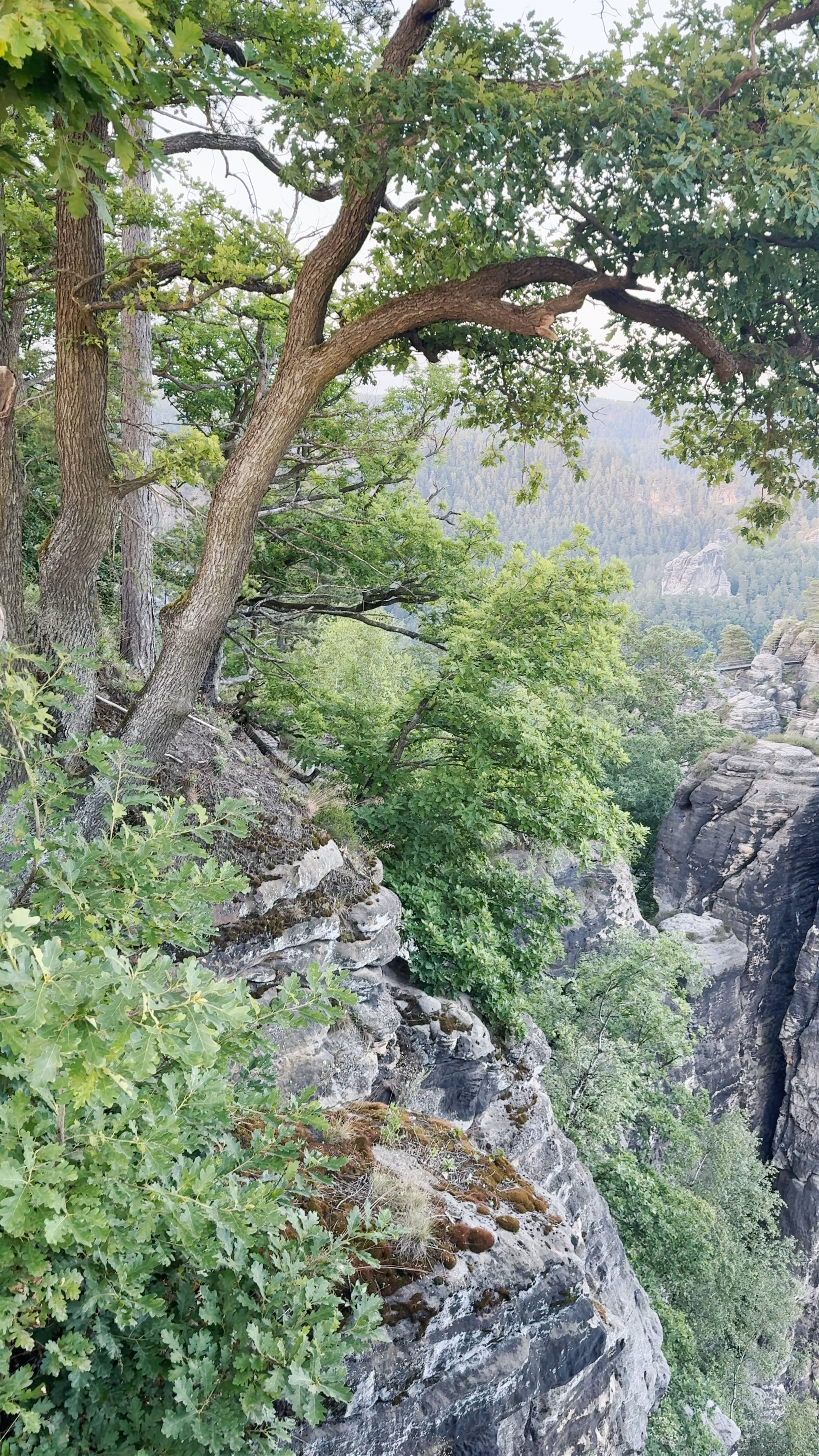 Basteiaussicht: Majestic Views over Lohmen’s Rock Formations