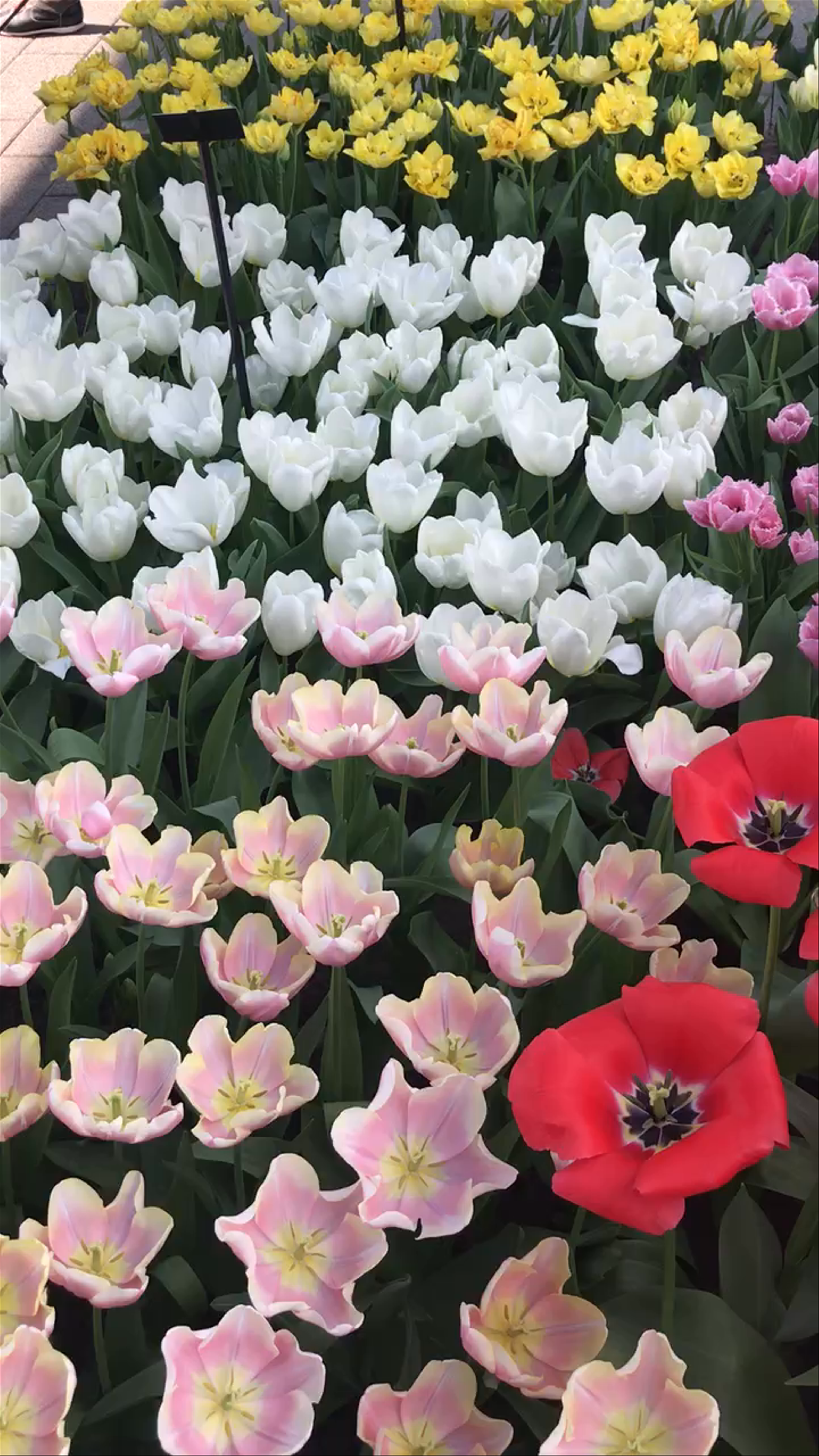 Keukenhof
