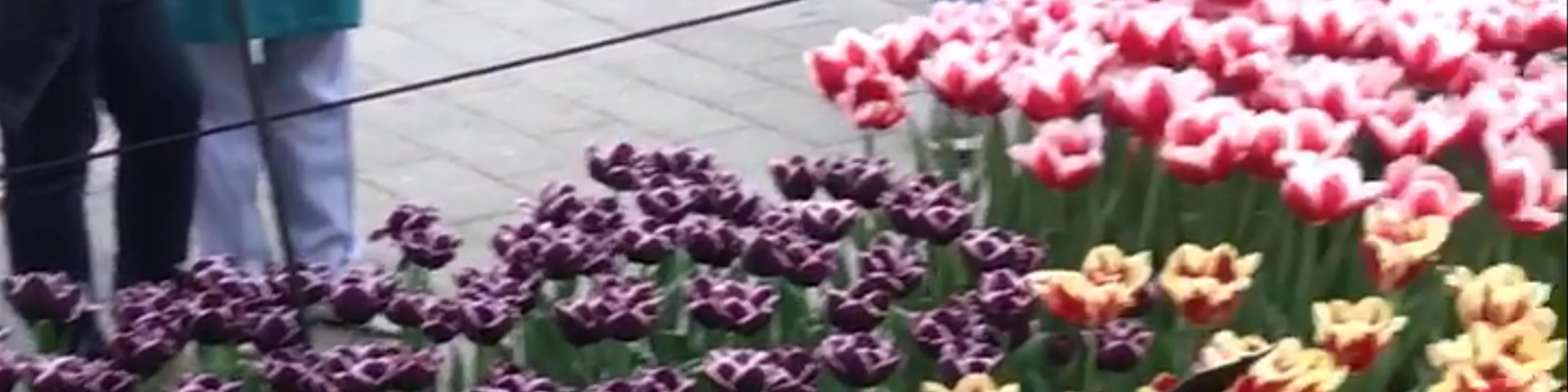 Keukenhof