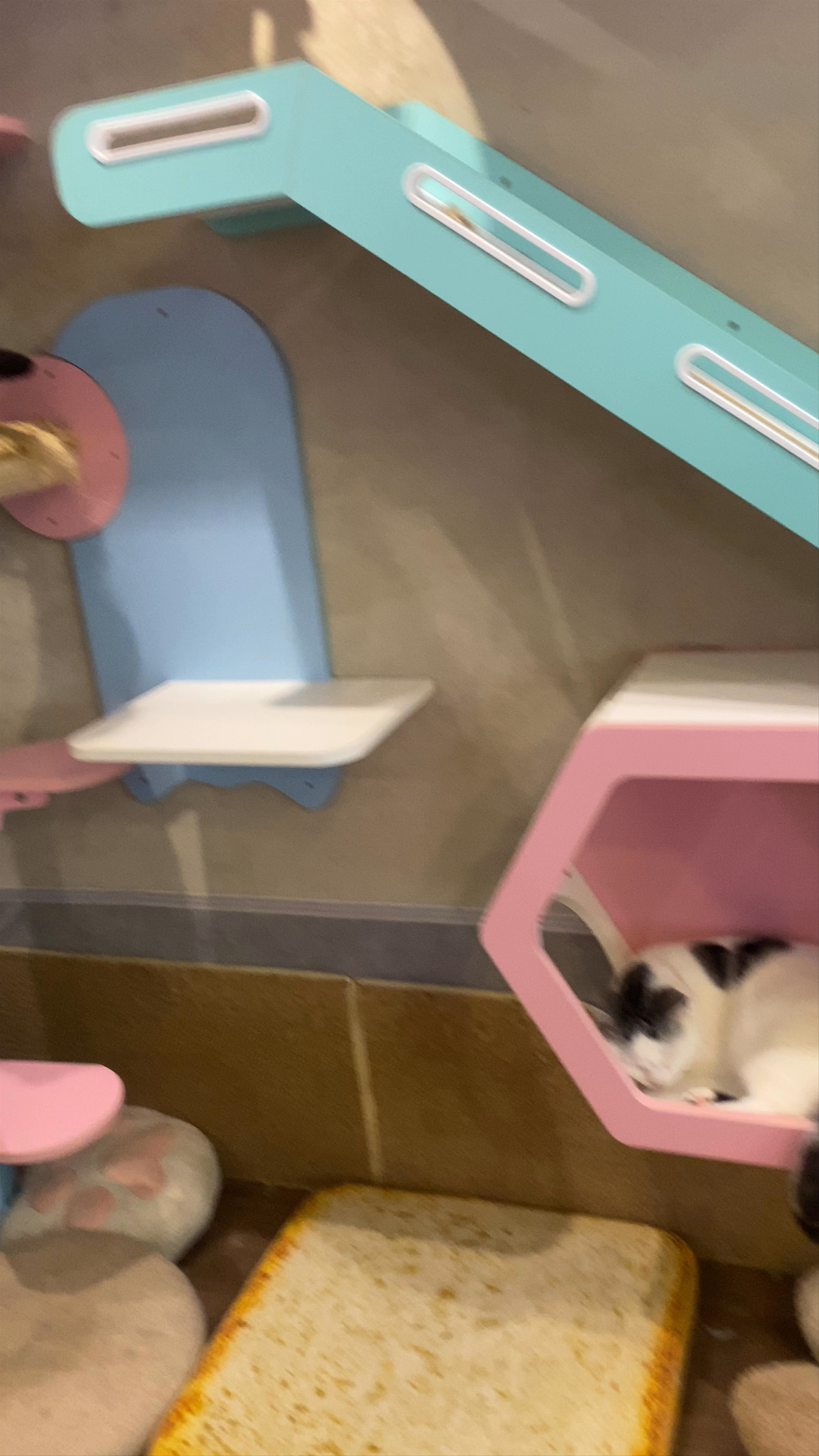 Cozy Cat Café Experience in Mong Kok, Hong Kong