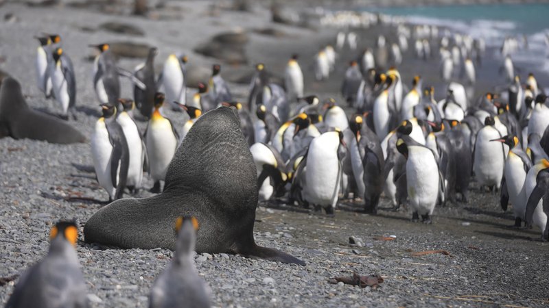 Antarctic fur seals and King Penguins poster