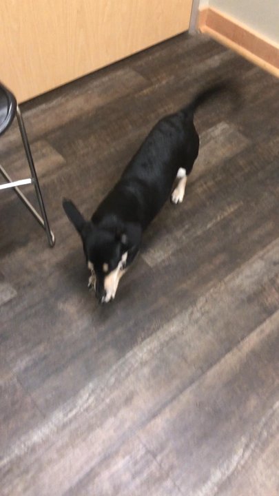 BluePearl Pet Hospital - Going back home today - Veterinarians Near Me - Spring, Texas