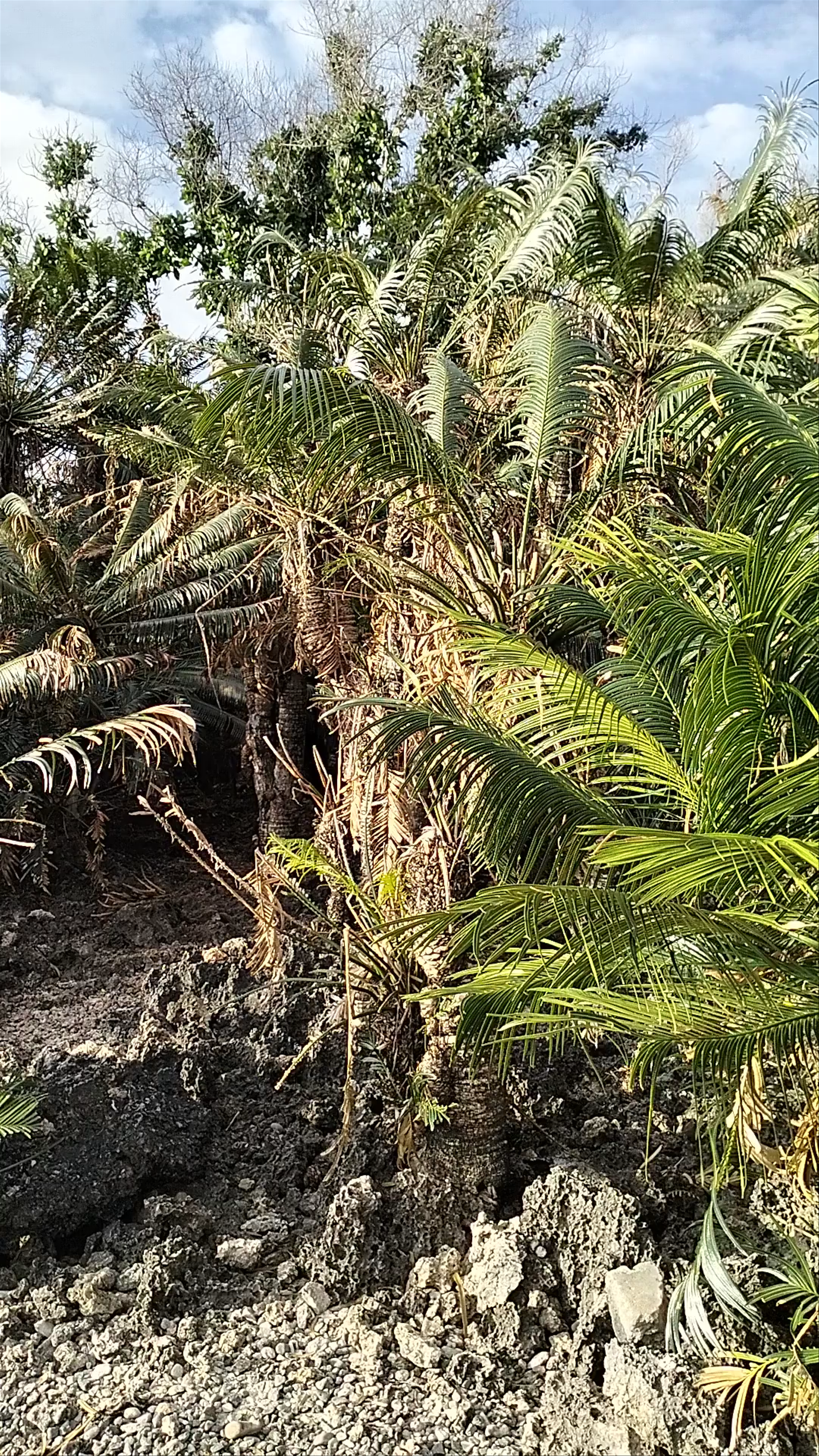 Pitogo Cliff Nature Park