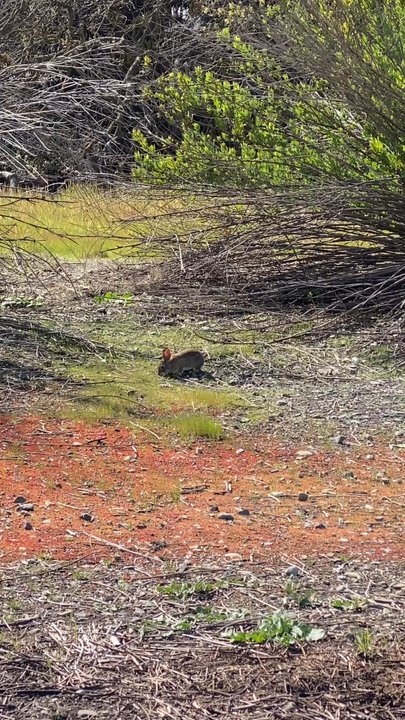 Stevens Creek Trail - Rabbit land - Hiking Near Me