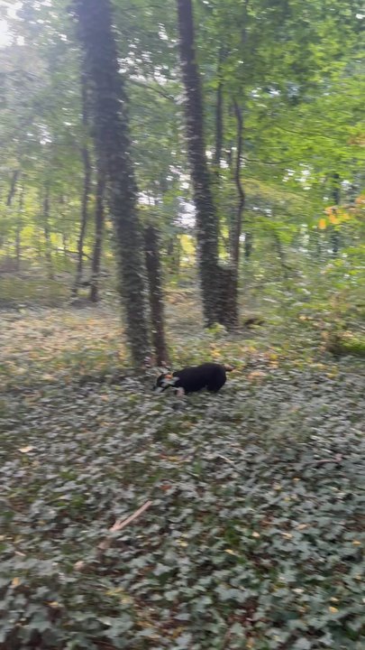 Riverdale Park - My dog running through the parts that are off the trail! - Parks Near Me - The Bronx, New York