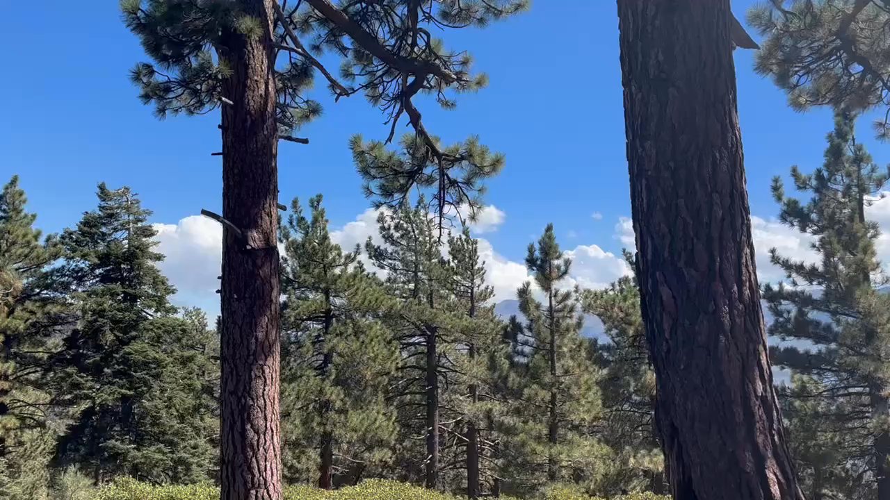 Skyline Taphouse - Great place to sit and read a book amongst the trees. - Burgers Near Me - Big Bear Lake, California