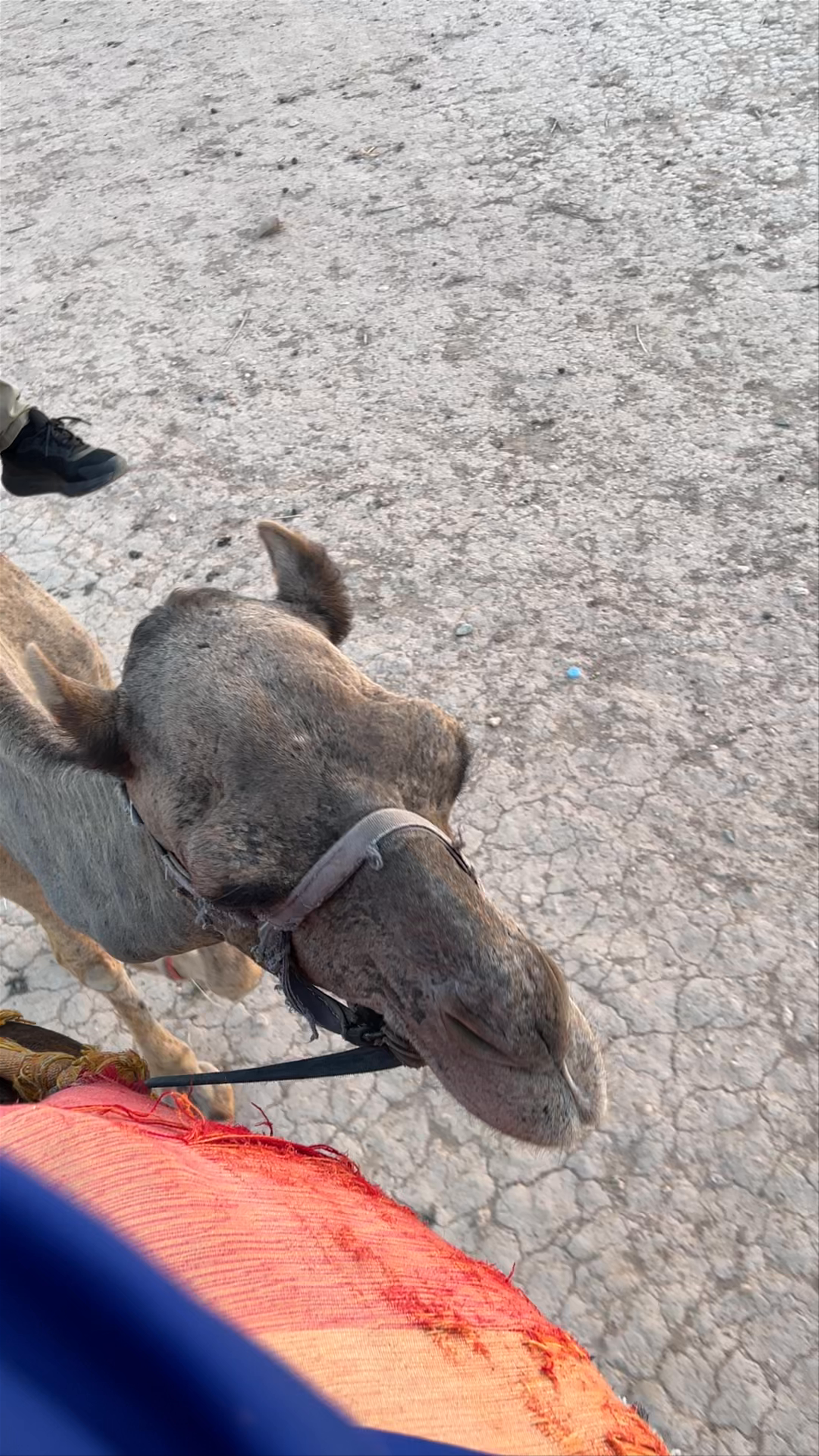 palmeraie marrakech chameau