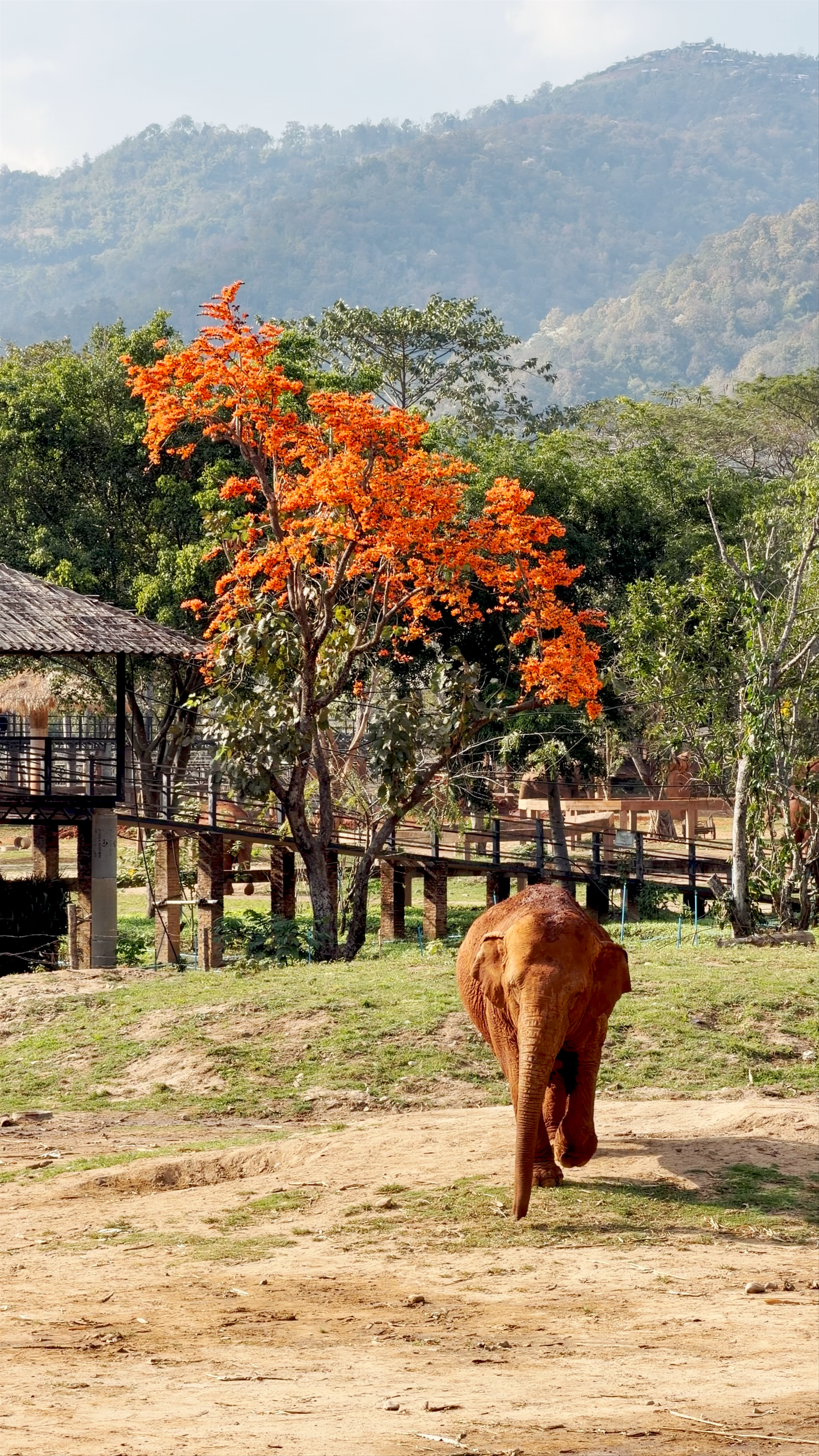 Elephant Nature Park