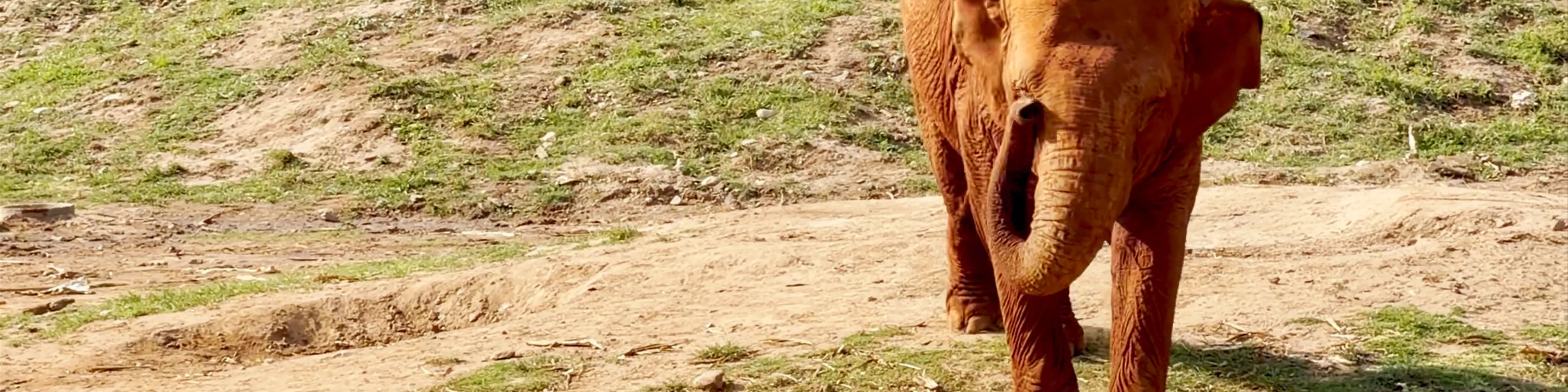Elephant Nature Park