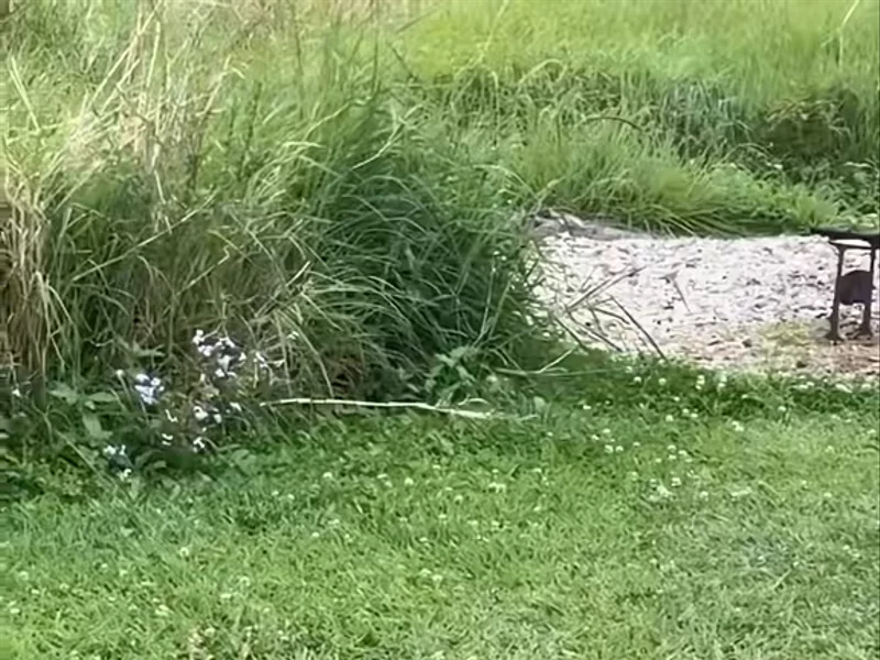 Dog Friendly Accomodation