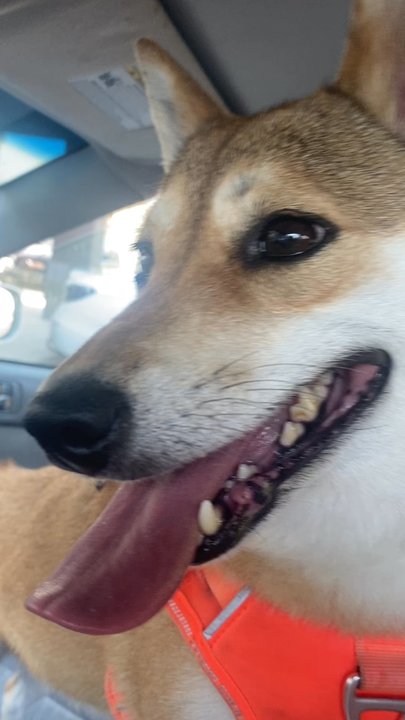 OC Pawtastic Grooming - Look at the drop of blood coming from her eye!! Her eye has NEVER done this before! - Pet Groomers Near Me - La Palma, California