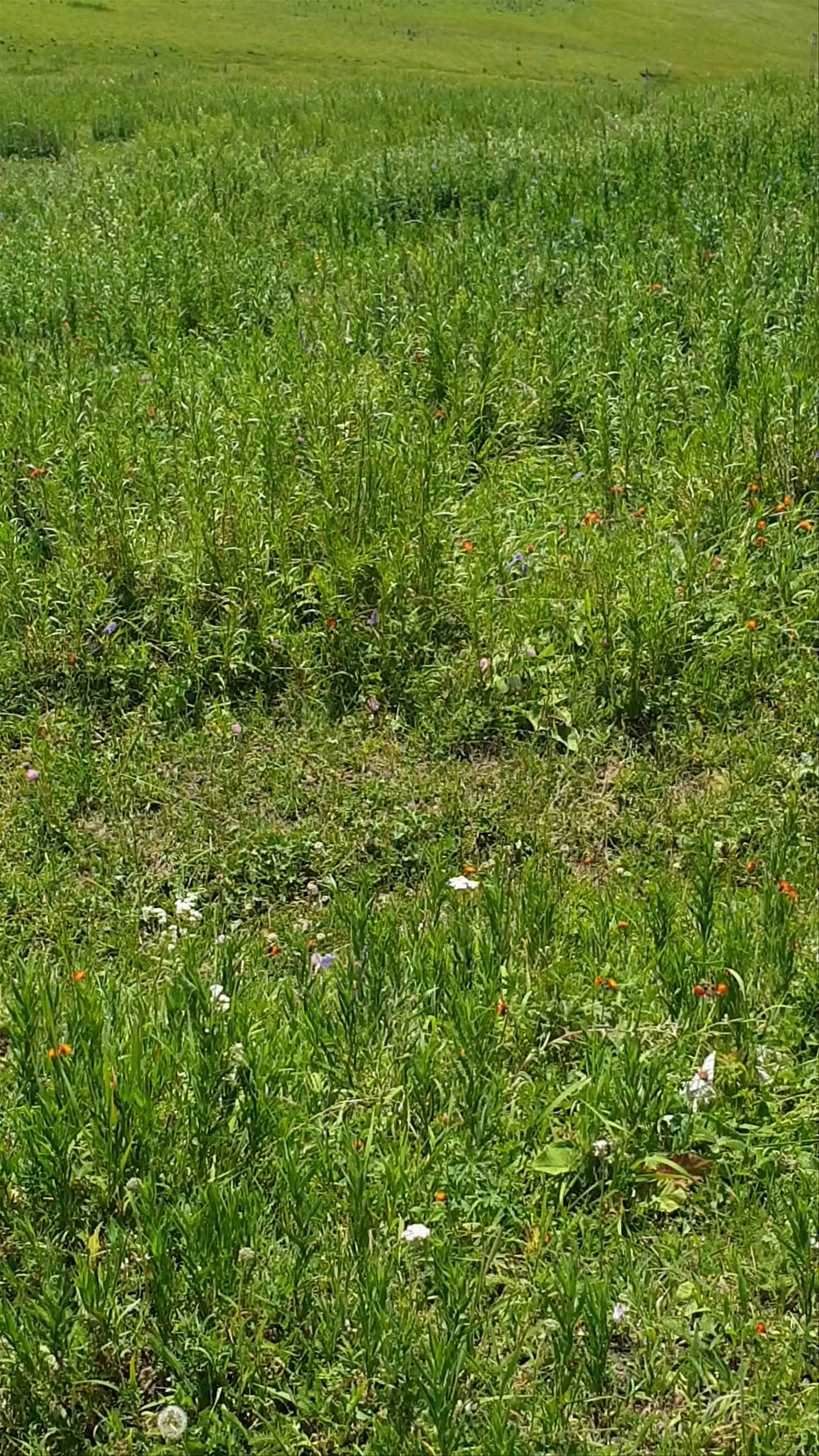 Pik Issyk-Kul'skiye Grebeshki