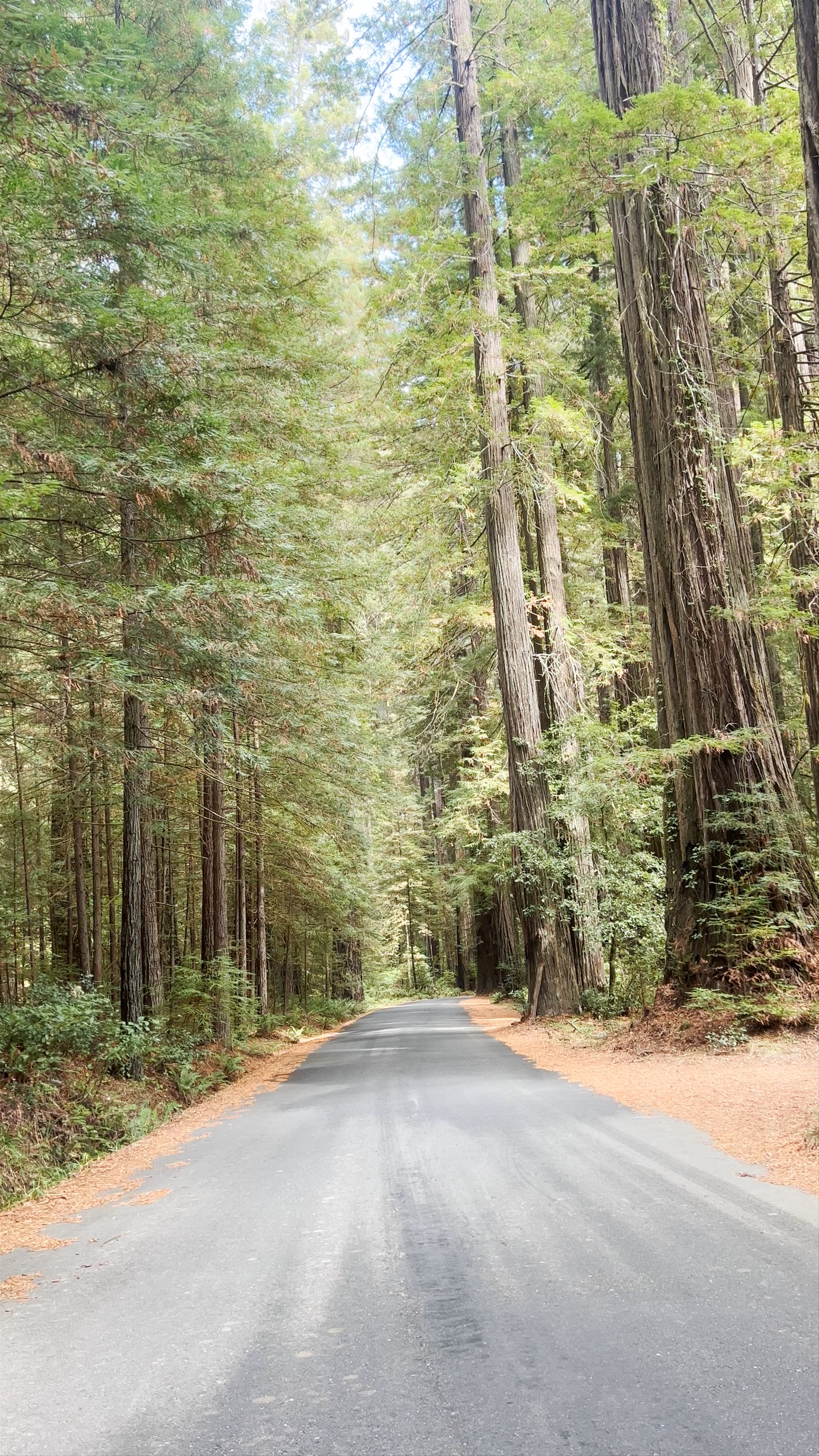 Humboldt Redwoods State Park Visitor Center