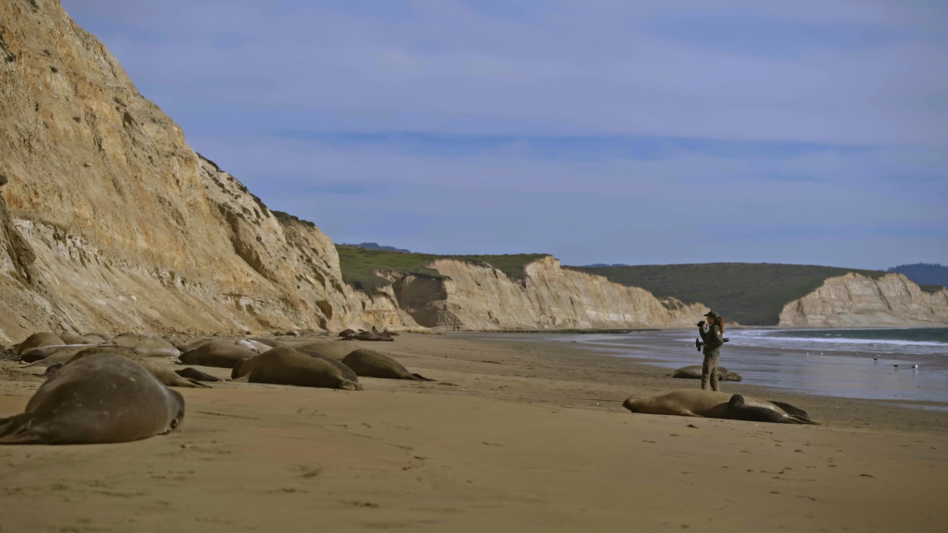 Marine ecologist Sarah Codde surveys elephant seals along the Point Reyes coastline with binoculars. She demonstrates a flipper-tagging tool used to identify and track individual seals.