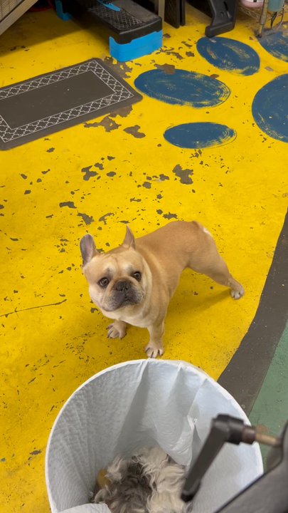 Grooming By V - Pet Groomers Near Me - Alhambra, California