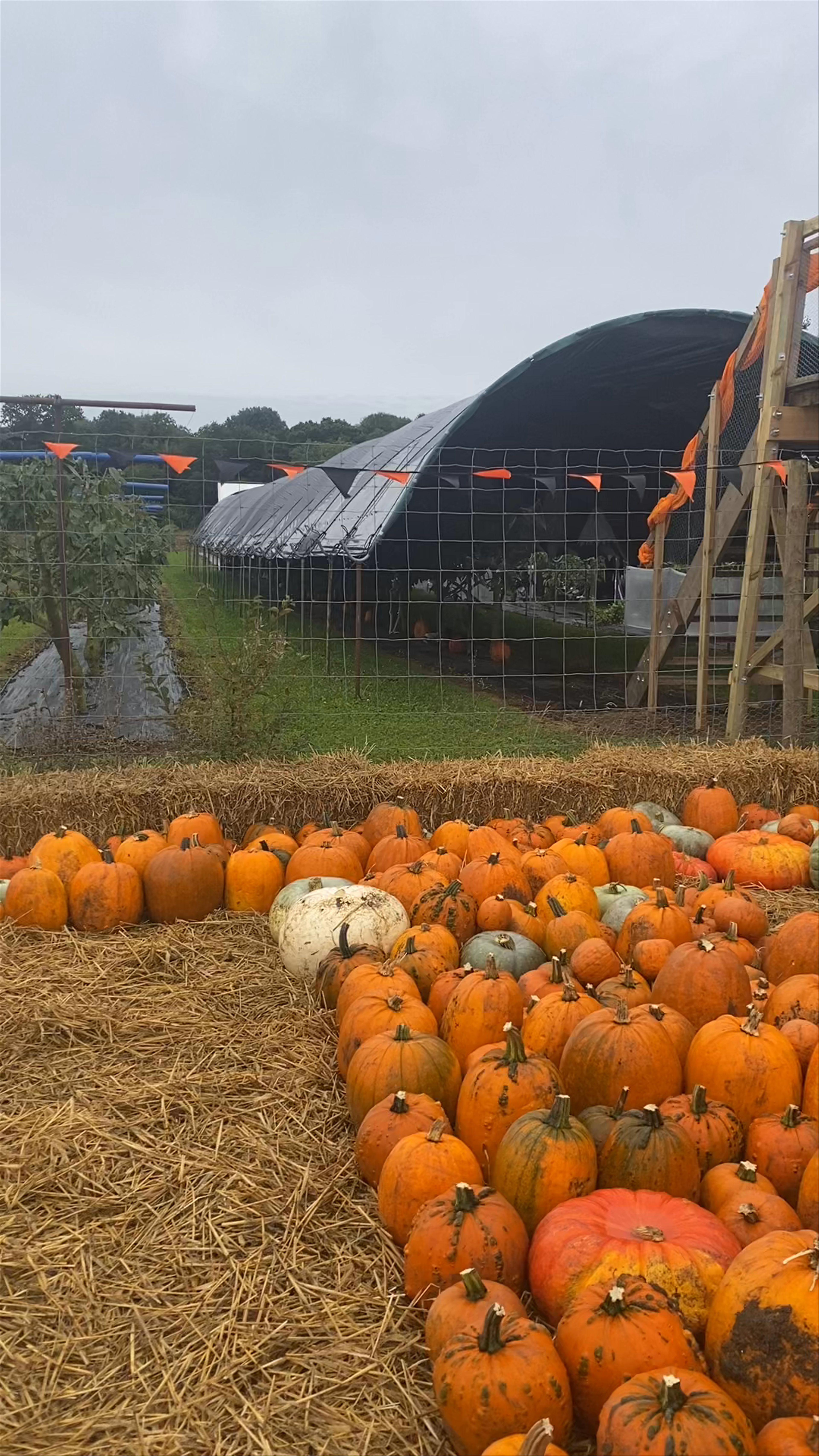 Cammas Hall Farm