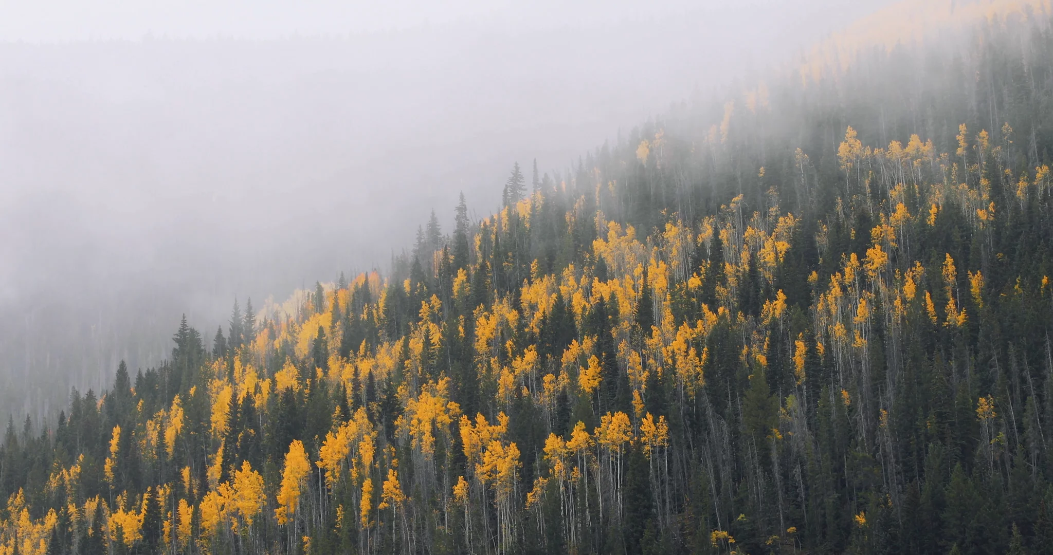 Foggy Autumn Fall Foliage 4k - Dareful - Free 4K Stock Video