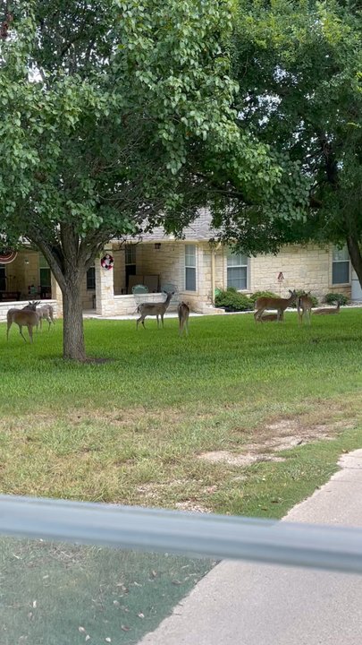 Delaware Springs Golf Course - Deer - Golf Near Me - Burnet, Texas