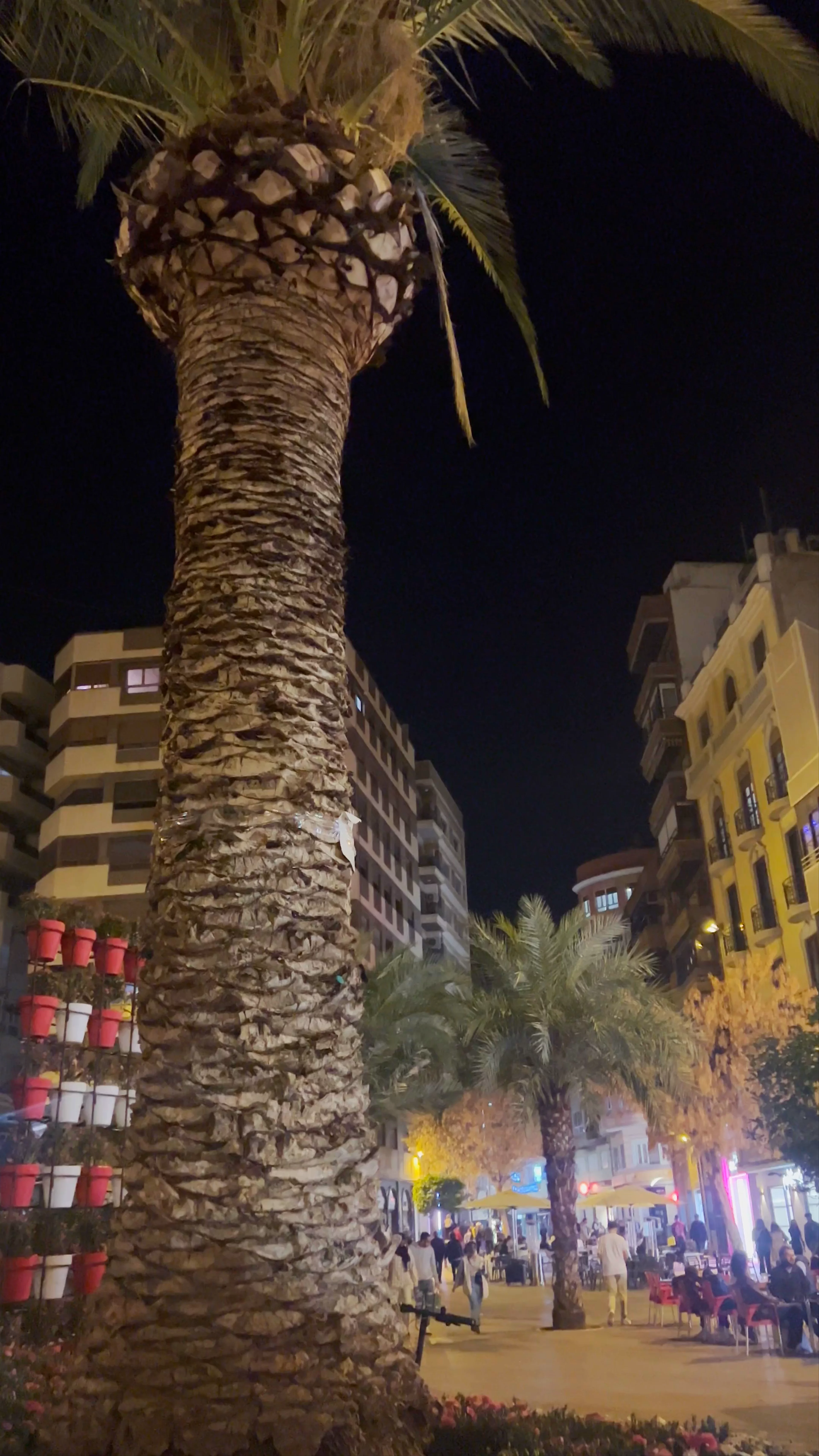 Ficus Monumental, Murcia, Spain