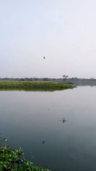 Photo of Hunter Bird 