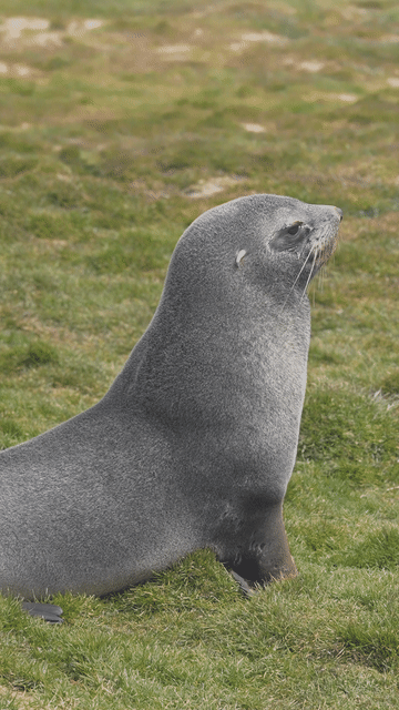Antarctic fur seals animated gif