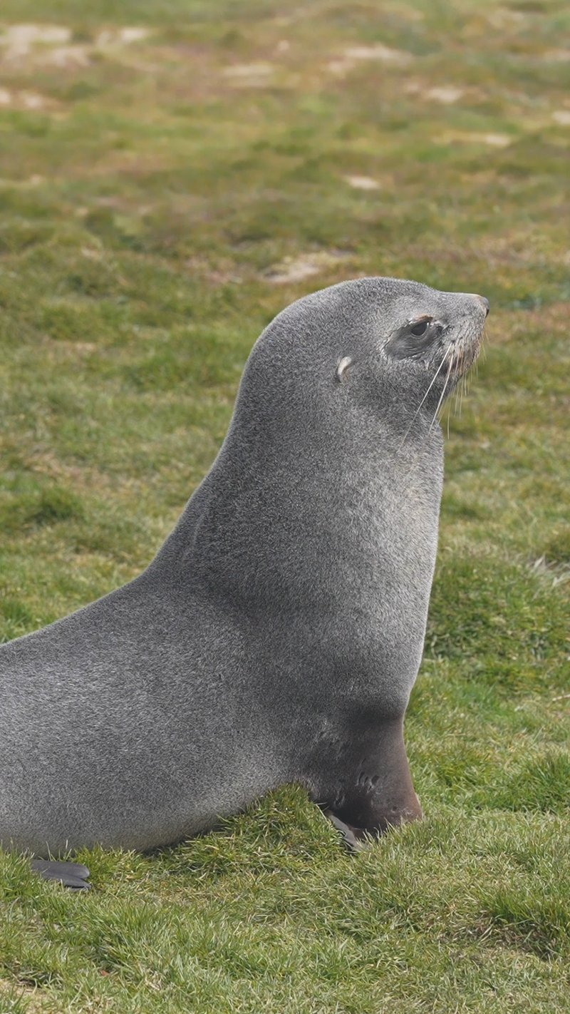Antarctic fur seals poster
