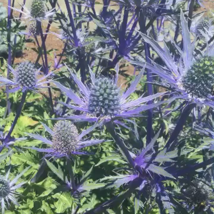 Humboldt Botanical Garden - Just some of the beautiful plants that have here at the garden!!! - Community Service/Non-Profit Near Me - Eureka, California