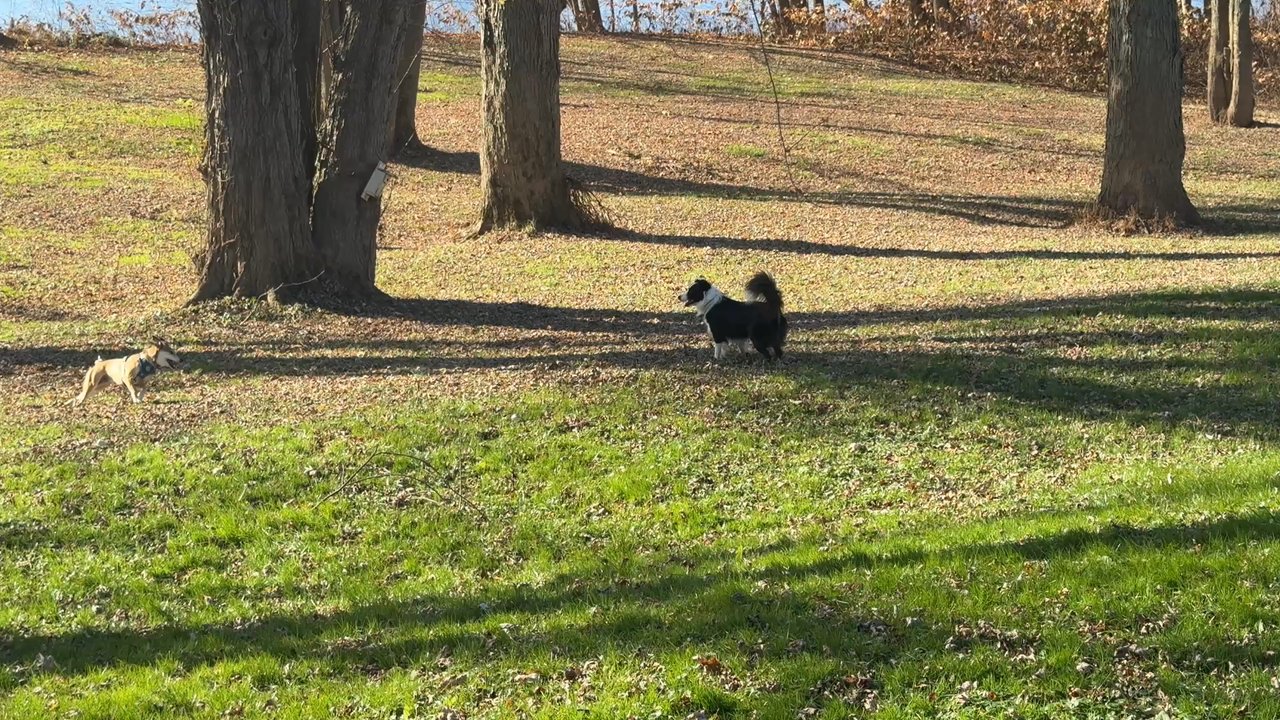 Susquehanna Smokehouse - My pup playing with the house dog in back of the Smokehouse - Diners Near Me - Milton, Pennsylvania