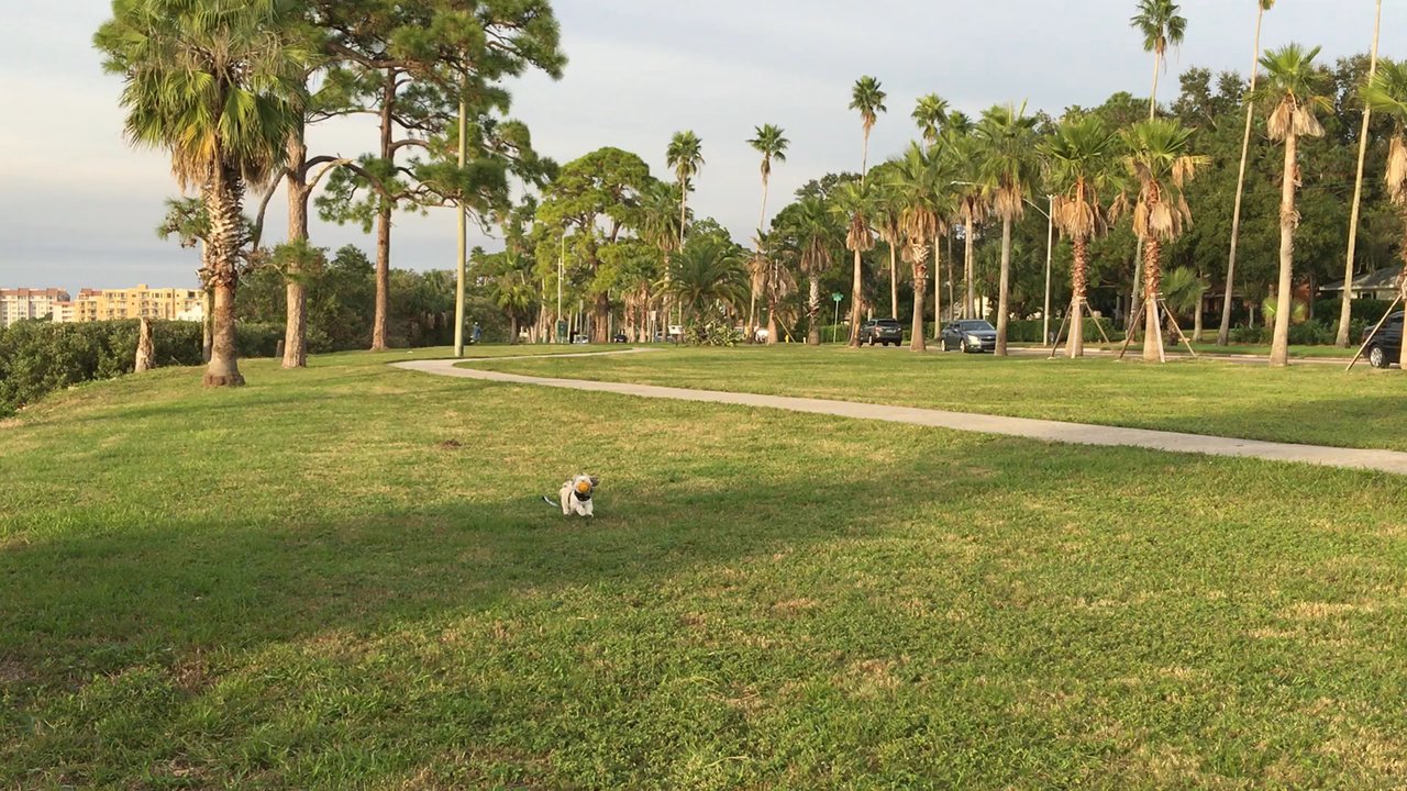Edgewater Linear Park - Mocha Coconut enjoying his ball with the beautiful background of the park. - Parks Near Me - Dunedin, Florida