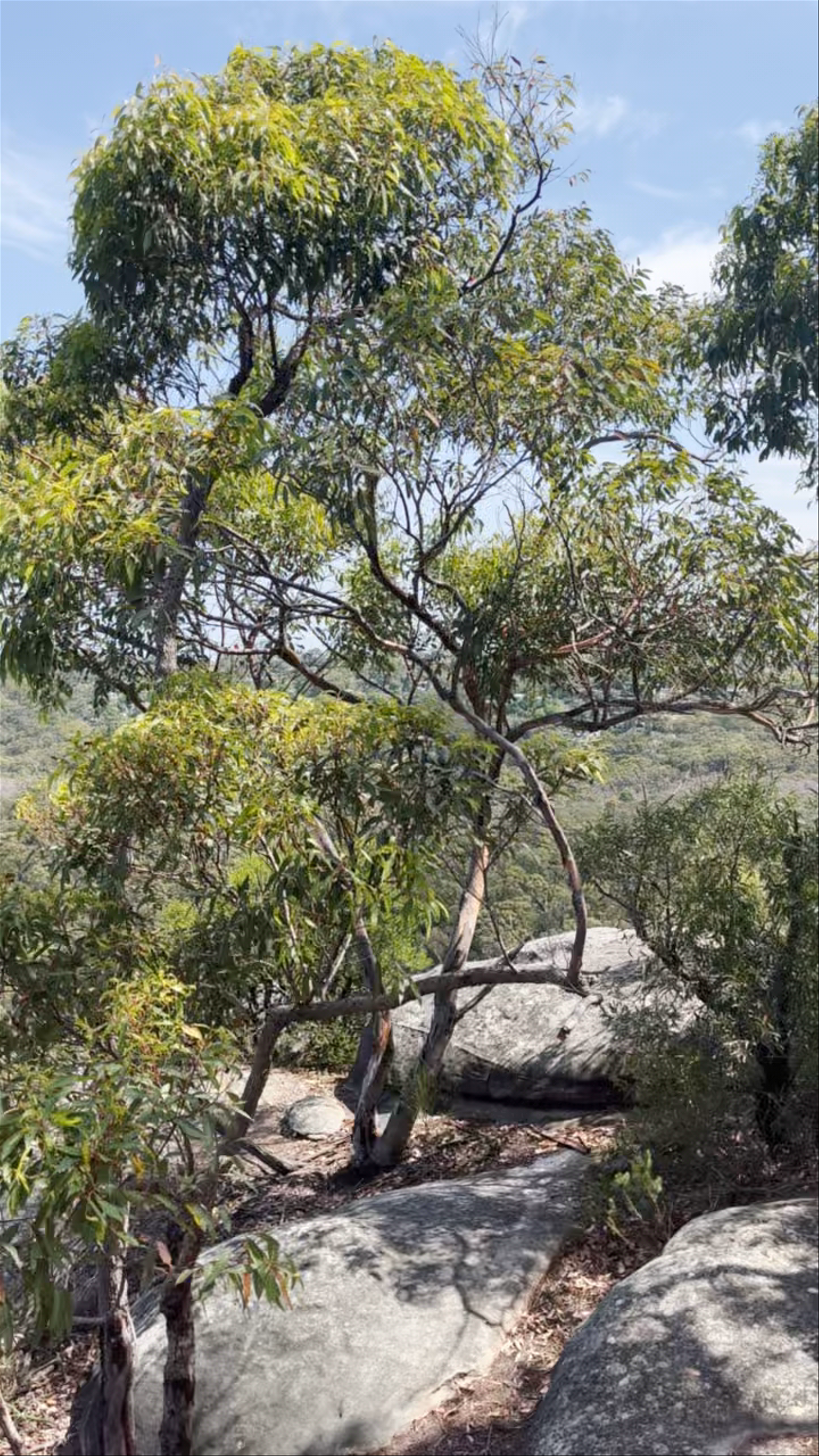 The Bluff Lookout