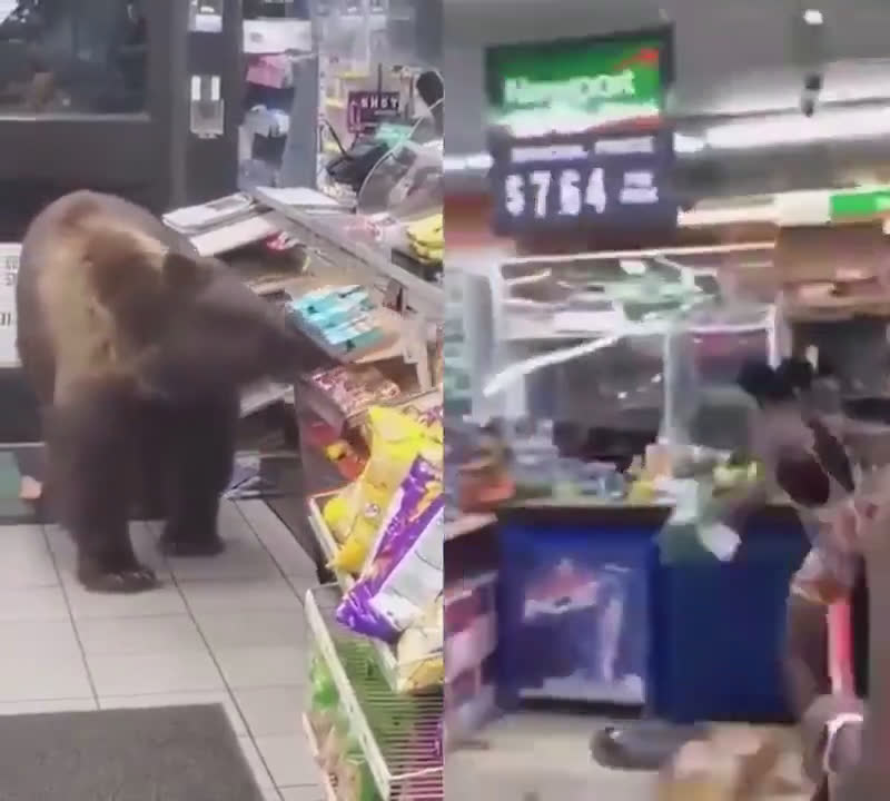 Bears vs Suns