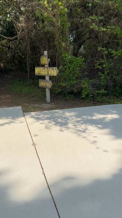 Mother Vine - Landmarks & Historical Buildings Near Me - Manteo, North Carolina