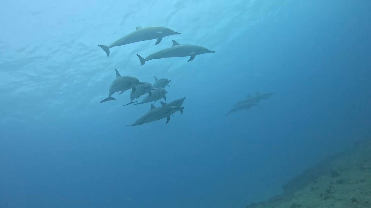 Seasport Divers - Scuba Diving Near Me - Koloa, Hawaii