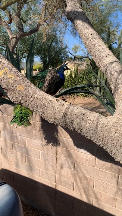 Glendale Public Library - Peacocks on campus - Libraries Near Me - Glendale, Arizona