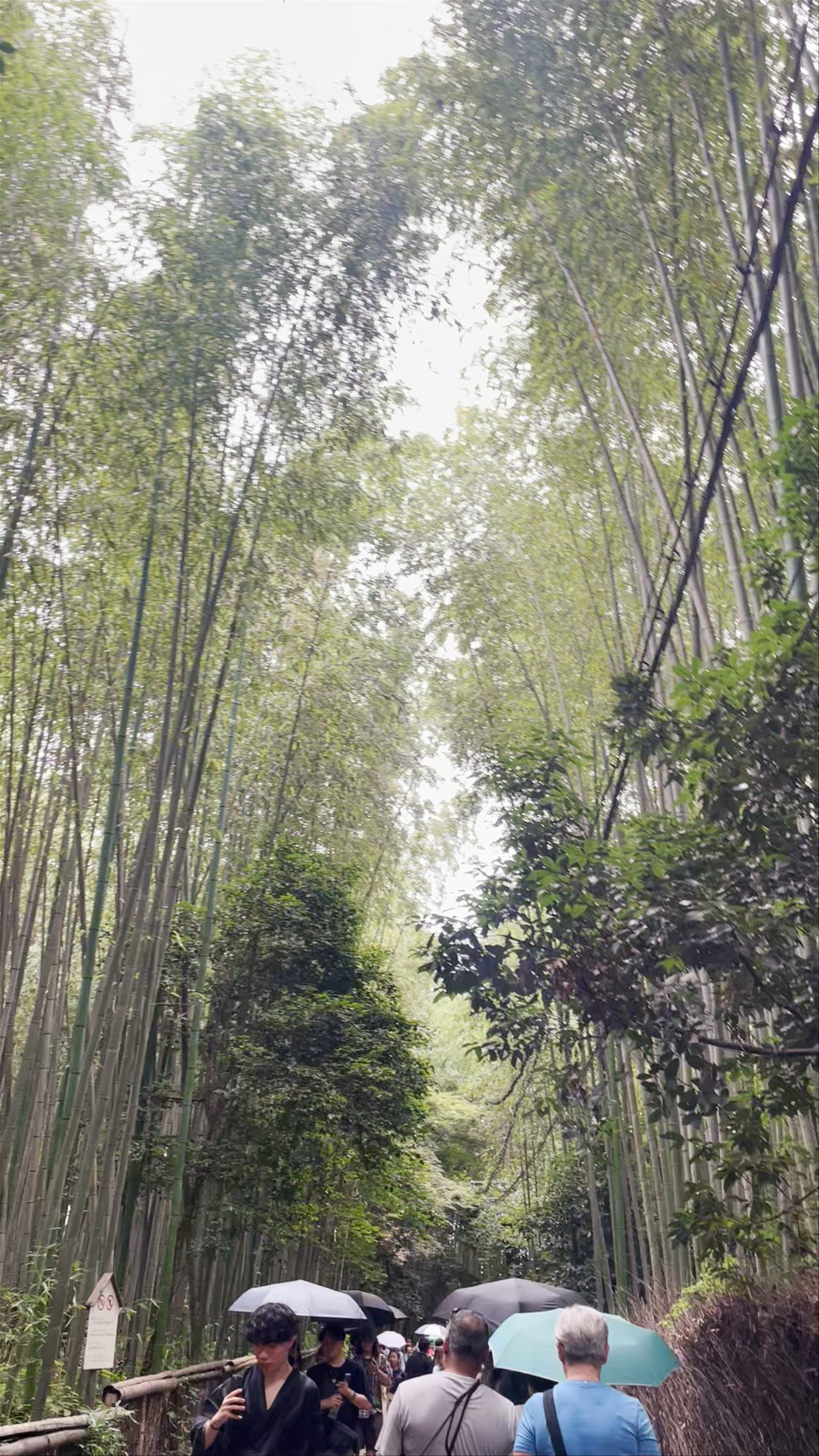 Arashiyama Bamboo Grove