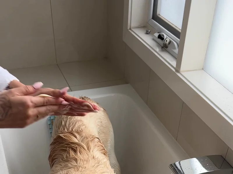 UGC For DOG By Dr Lisa