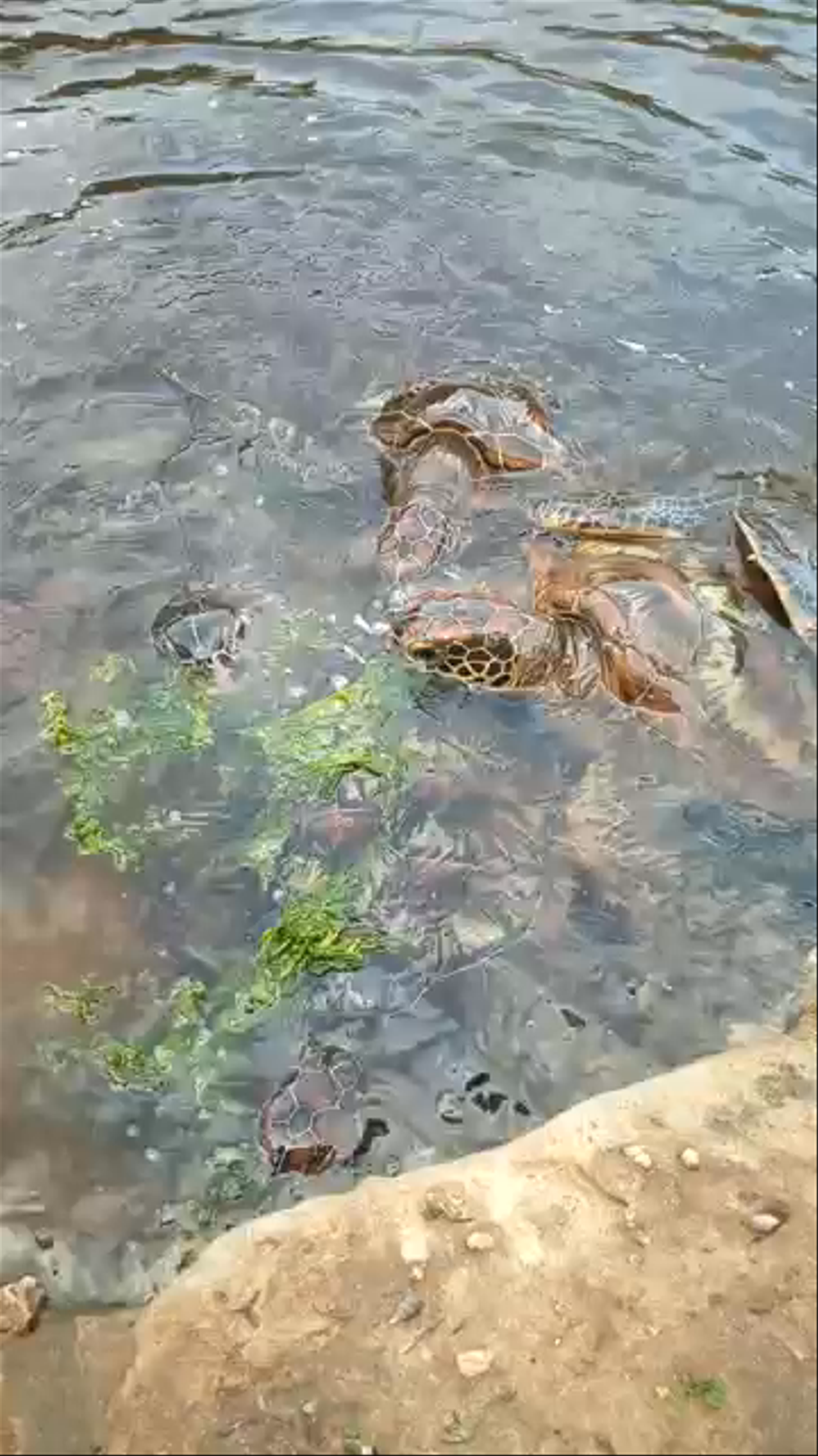 The Jozani – Chwaka Bay Biosphere Reserve