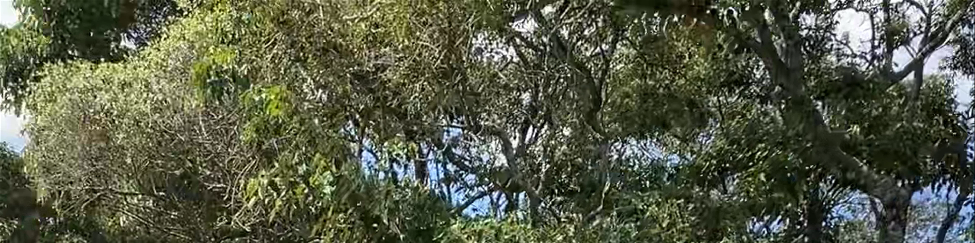 Giraffe Centre