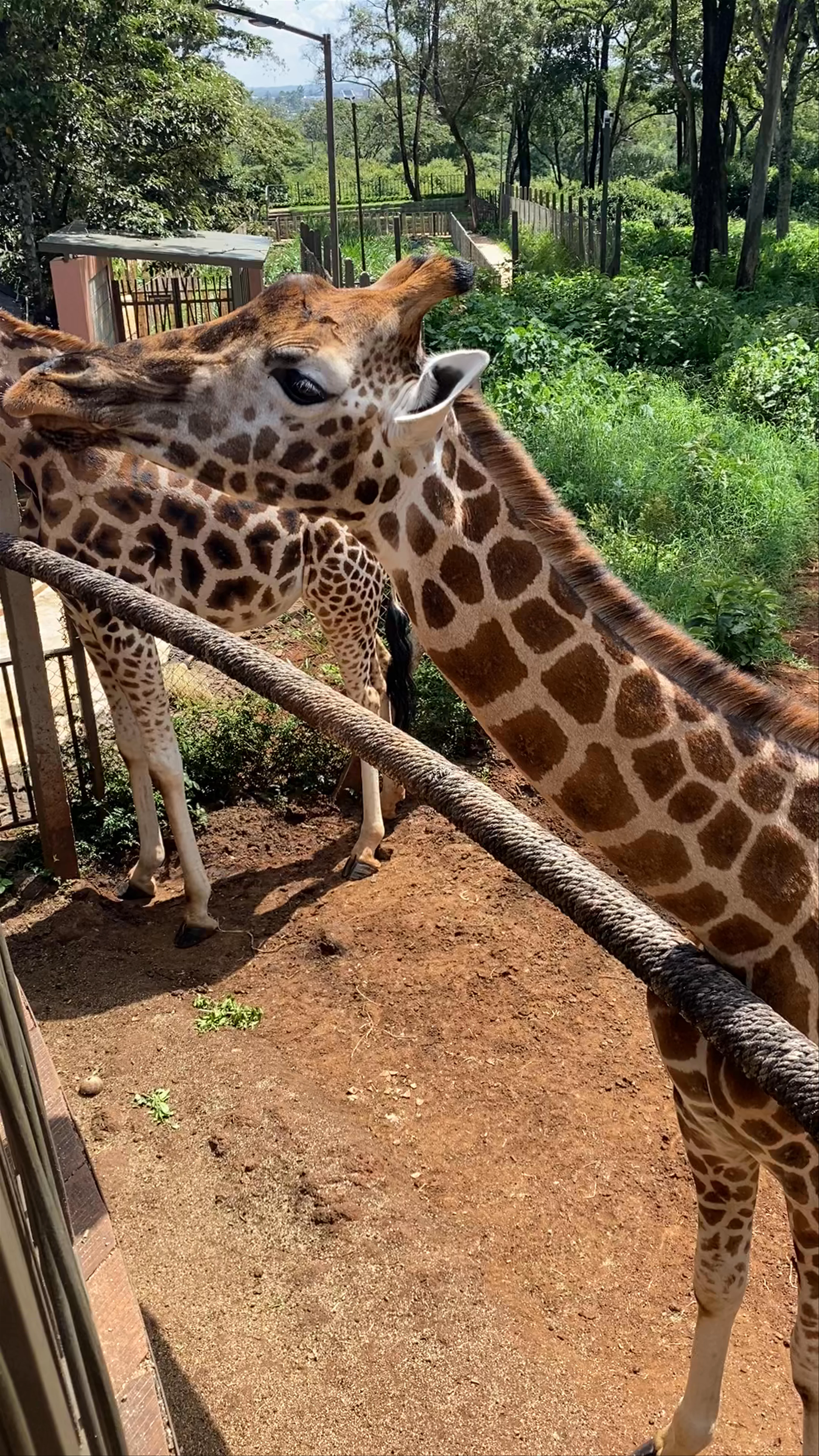 Giraffe Centre
