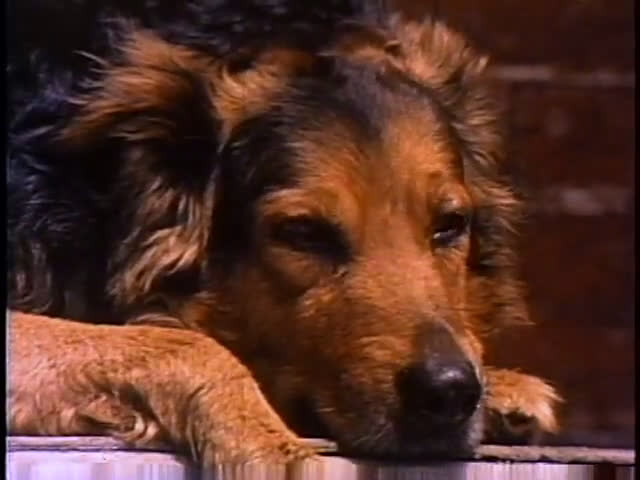 Various dog breeds eat from food bowls in a fenced outdoor yard. The sequence captures feeding time followed by the dogs interacting calmly in the sunlight.